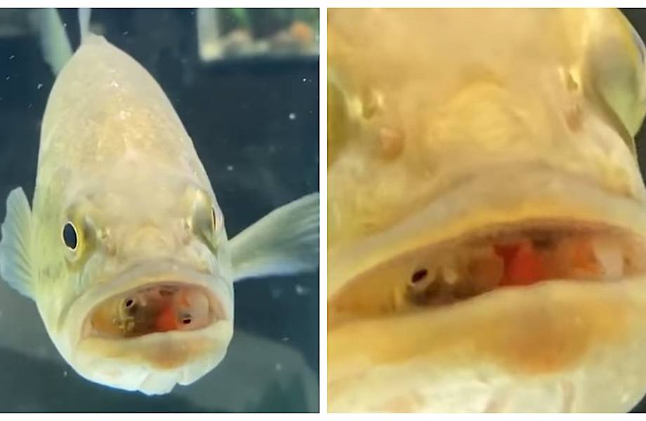 Видео: Рыба открыла пасть, а внутри оказалось еще 3 маленьких