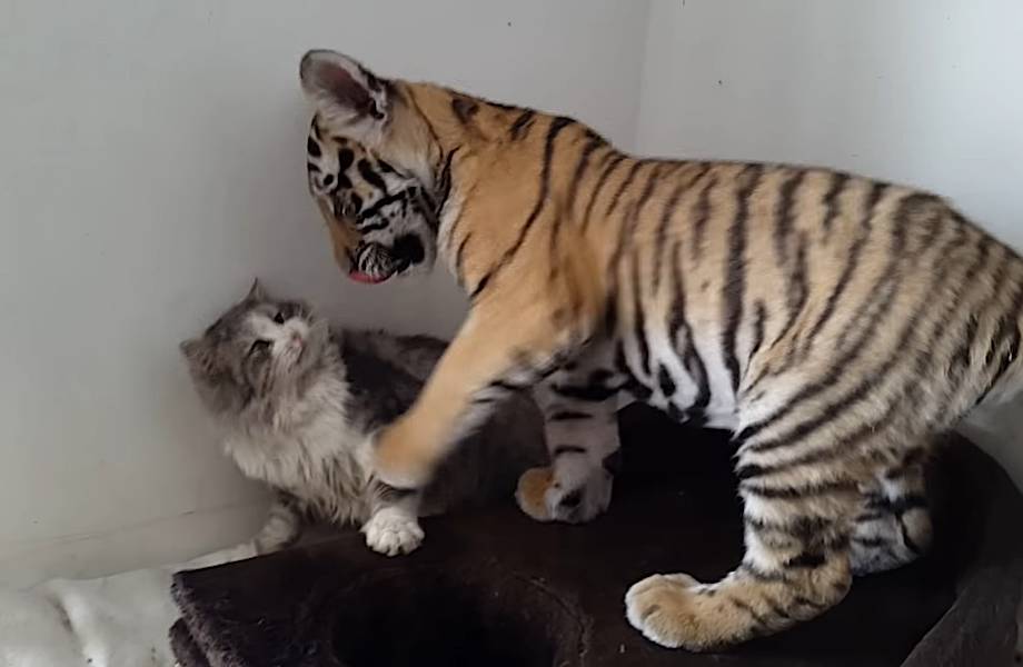 Видео: Тигр играет с домашним котом