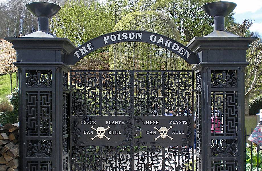 Сад ядовитых растений в Англии 