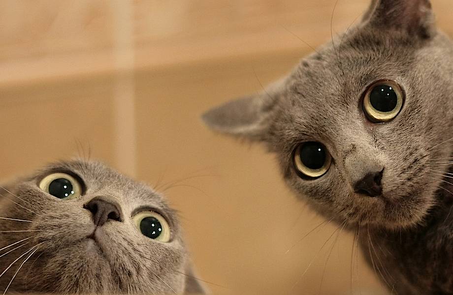 14 уморительных снимков самых нефотогеничных котов