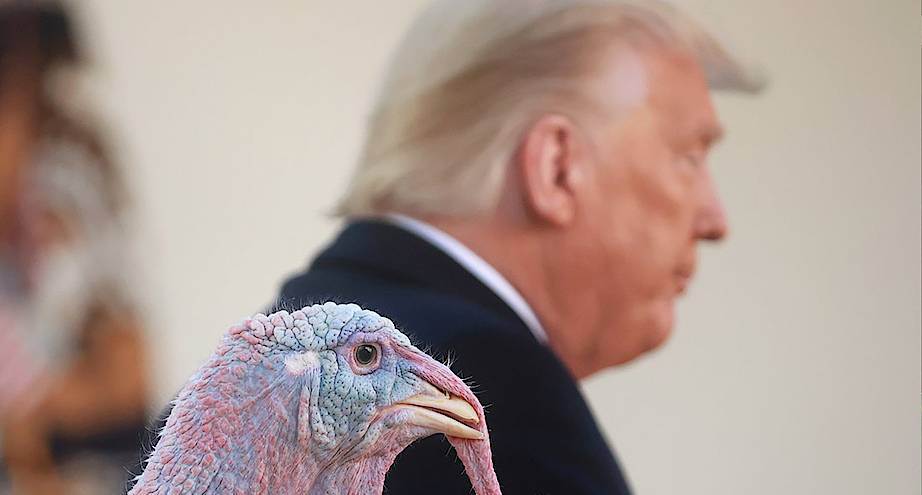 Фото дня: Дональд Трамп помиловал индейку перед Днем благодарения