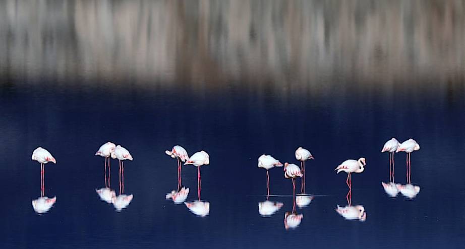 Фото дня: фламинго у соленого озера рядом с городом Ларнака