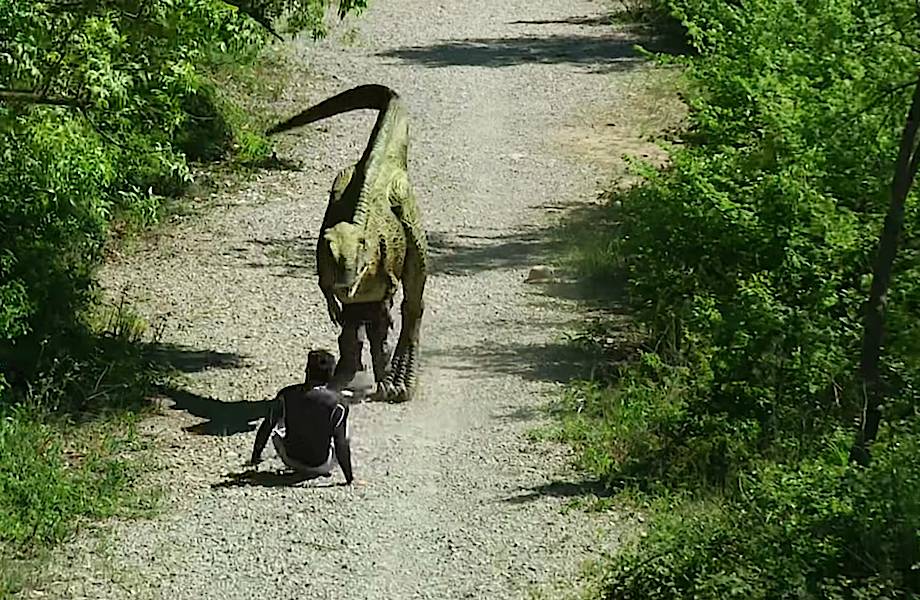 Видео: Динозавр сорвал мужчине утреннюю пробежку 