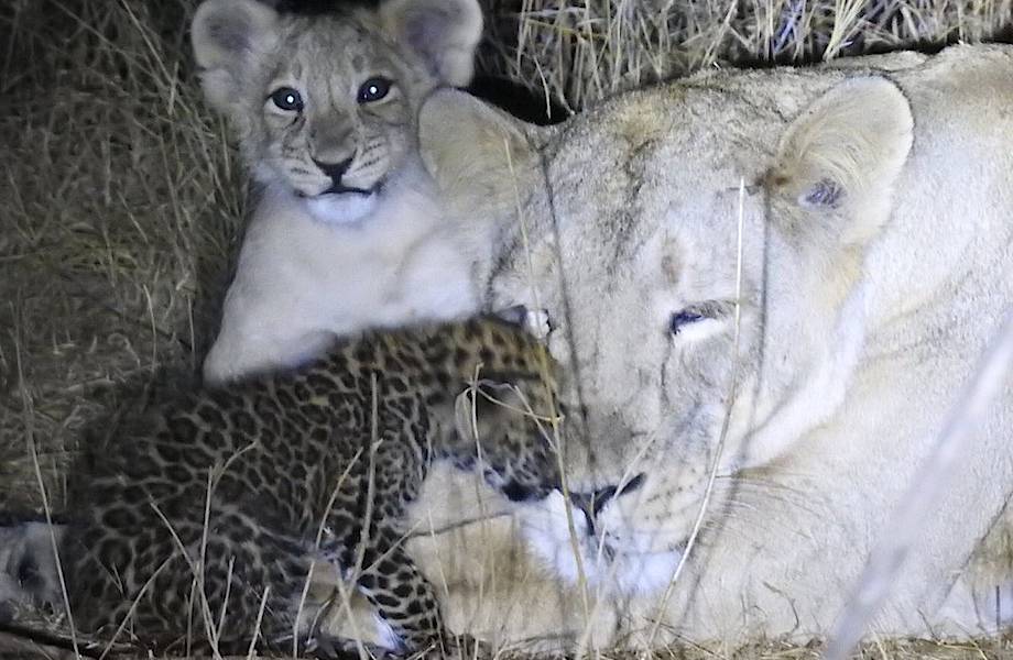 Львица замечает брошенного малыша леопарда и неожиданно для всех решает его усыновить