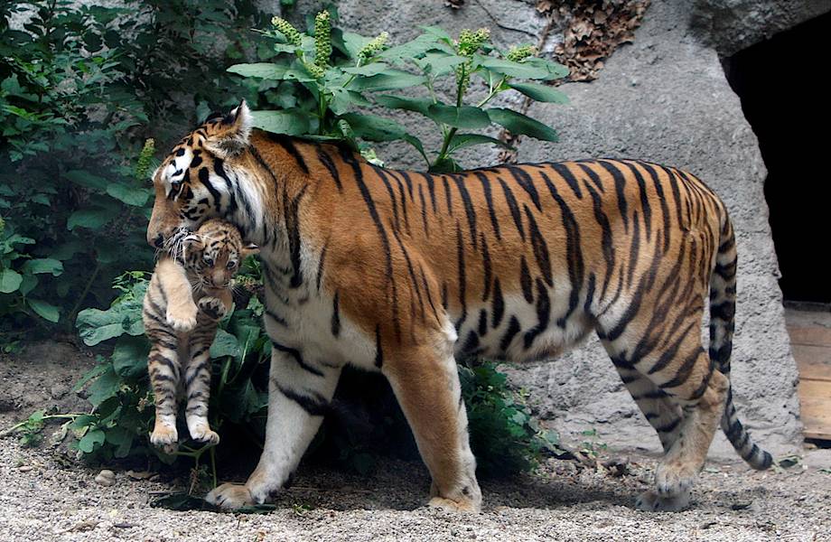 Видео: Тигрица принесла своего детеныша местному егерю для спасения