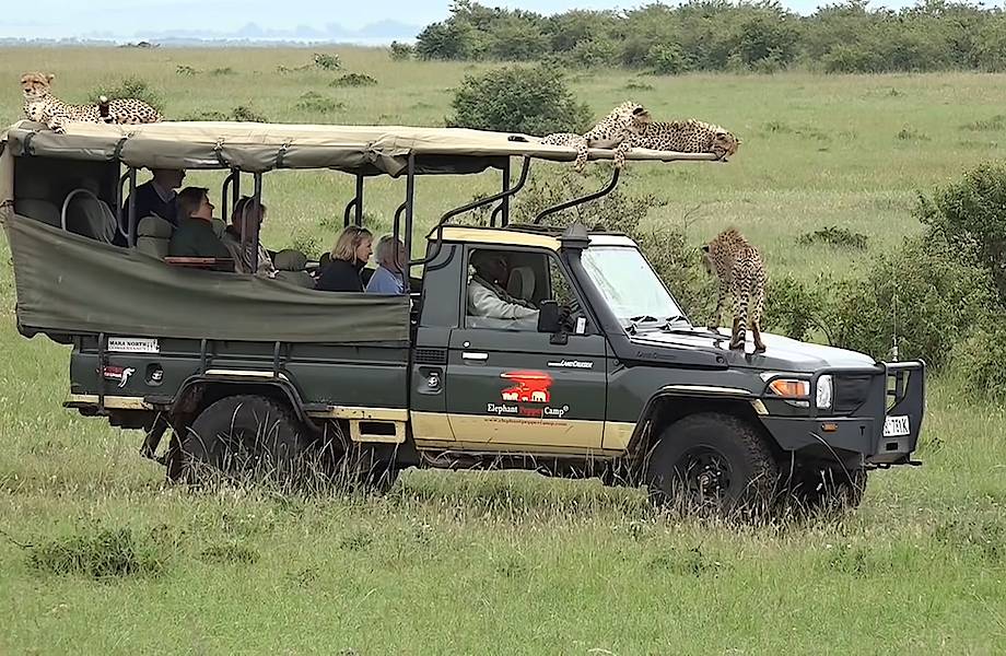 Видео: Гепарды залезли в машину с туристами 