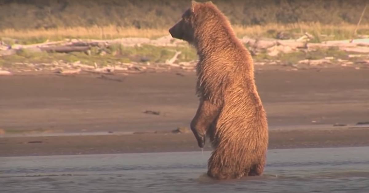 Медведь силен и. Могучие животные. Рыбаки спасли медвежат. Пылающая Медведица фото. Самый сильный медведь в 2022 году.