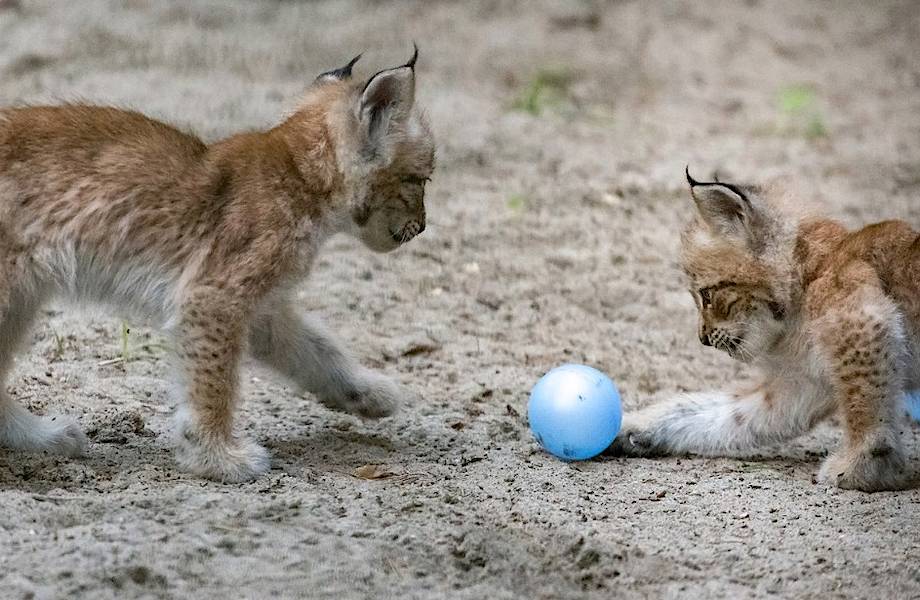 Видео: Котята рыжей рыси забрались во двор жилого дома, и хозяйка решила дать им мячик