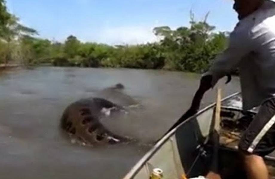 Видео: Как смелый рыбак схватил за хвост анаконду, чтобы оценить ее размер
