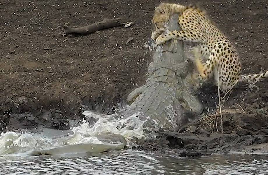 Видео: Выдающаяся скорость не спасла — крокодил схватил гепарда 
