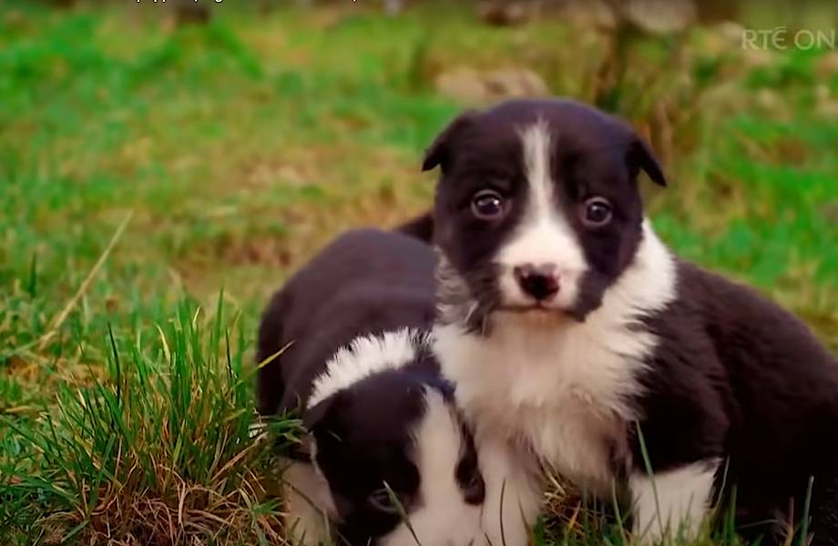 Видео: Щенки, будущие пастушьи собаки, впервые видят овец