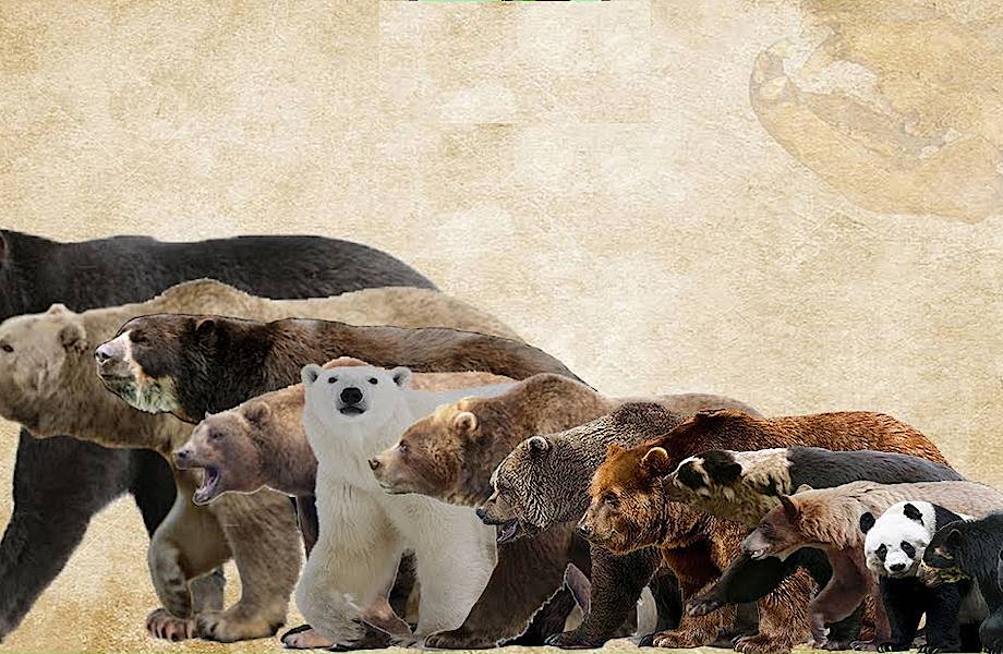 Видео: Сравнение размеров медведей разных видов, современных и вымерших