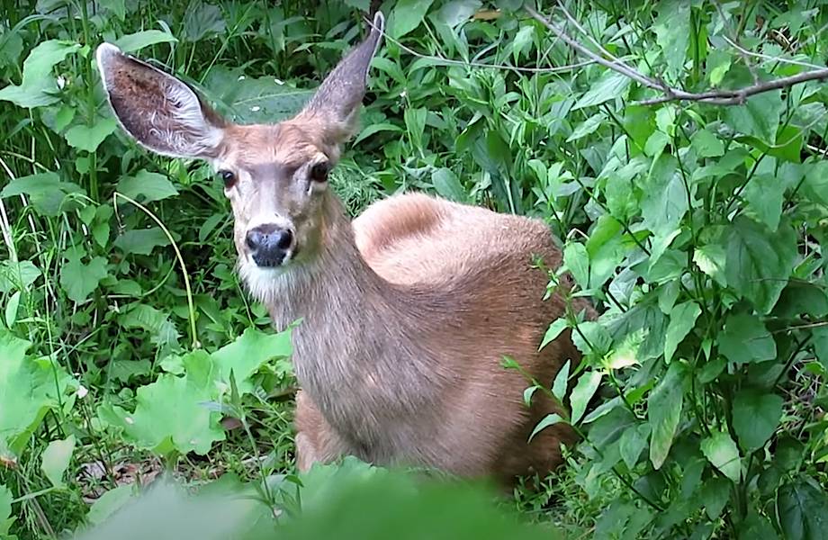Видео: Мужчина увидел в лесу странное животное, которым оказался олень в беде