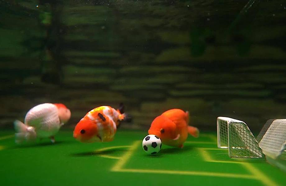 Видео: Рыбы играют в футбол