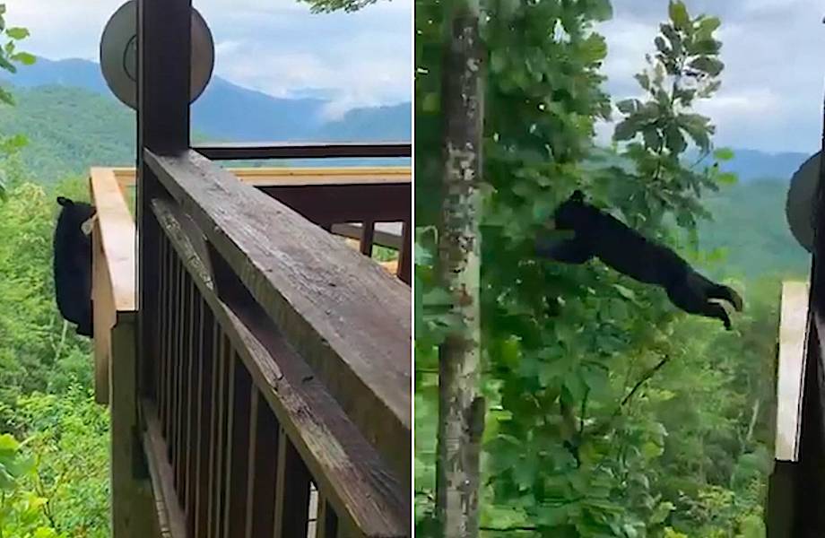 Видео: Медведь ловко запрыгнул на дерево