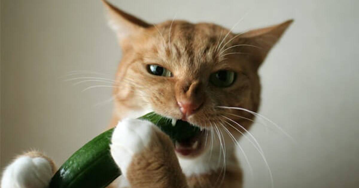 Кошки против огурцов: почему животные так боятся обыкновенного овоща