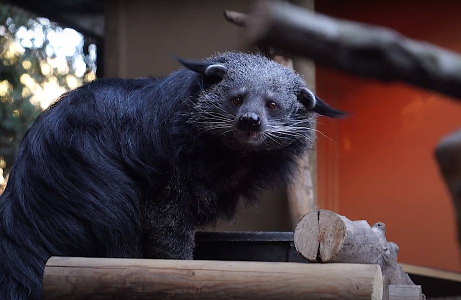 Видео: Котомедведи — очаровательные животные, которые умеют мяукать