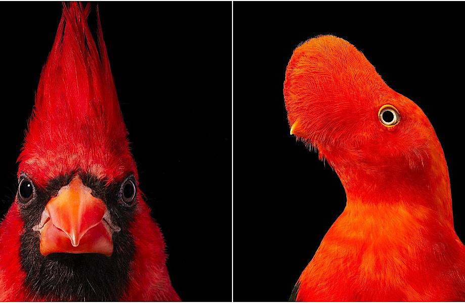 От героя Angry Birds до грифа: фотограф снимает птиц и рассказывает о проблемах видов