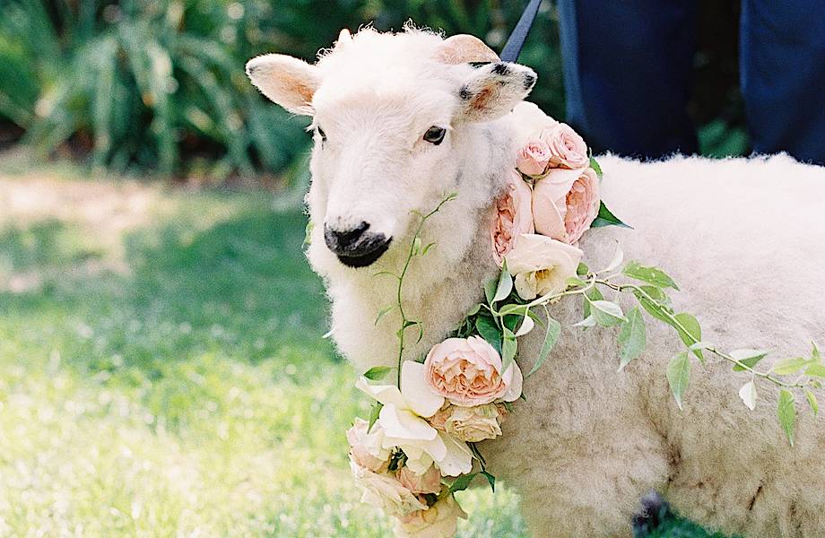 Видео: Весной все овцы делаются краше — как стригут овечек в зоопарке