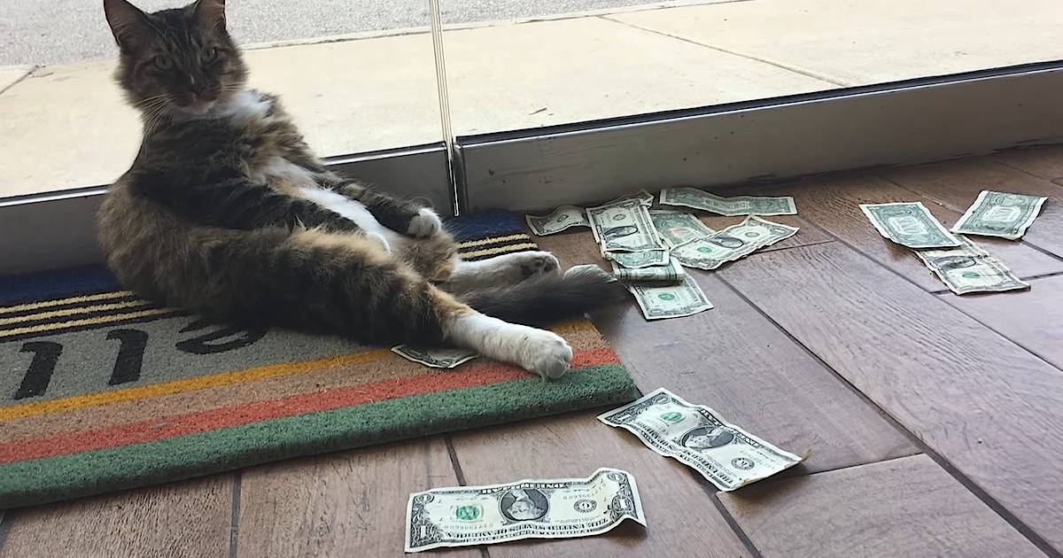 Коты экономисты. Cats start earning. Кот с ноутбуком. Cats start earning. Кошка охотится на игрушку.