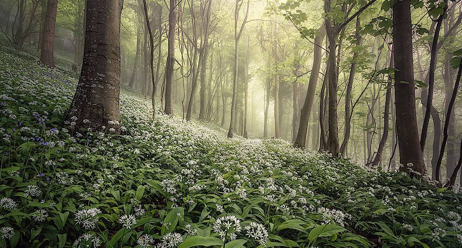 Фото дня: весенний лес в Великобритании
