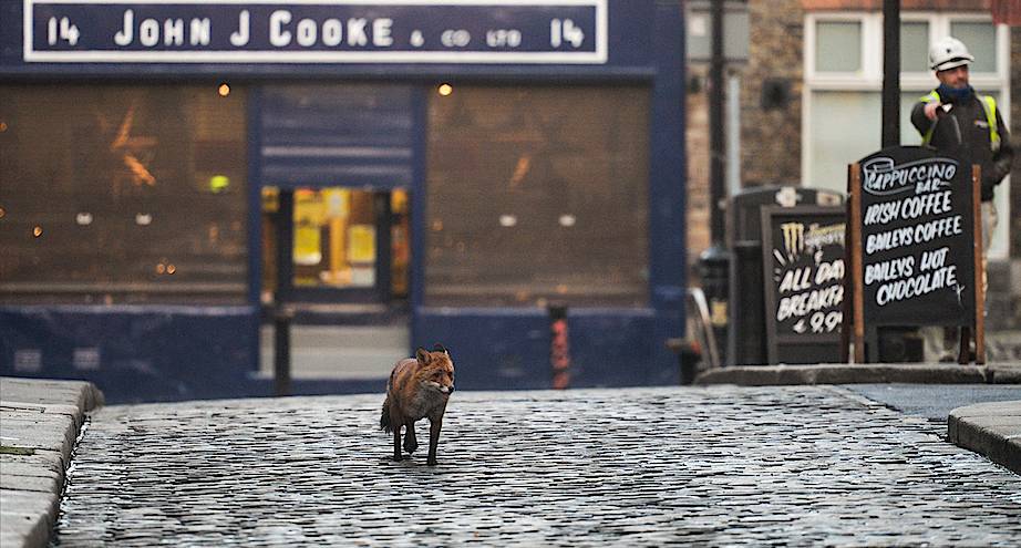 Фото дня: лиса на улице Дублина