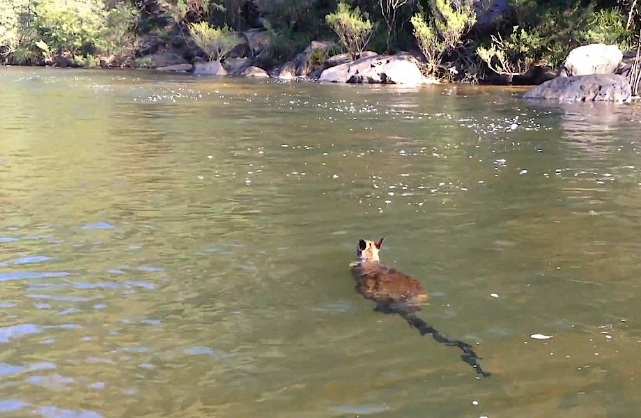умеет кенгуру плавать