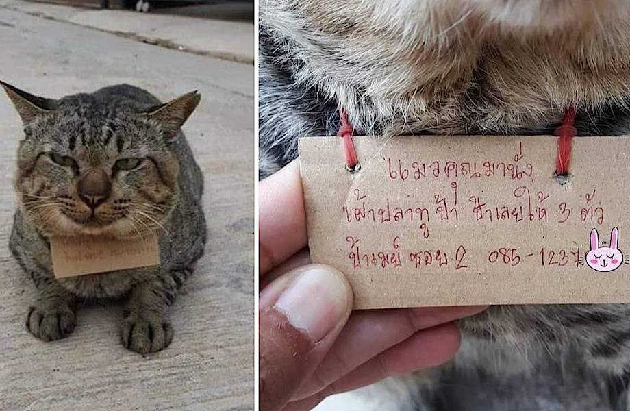 Видео: История кота, который пропал на три дня, а затем вернулся с долговой распиской