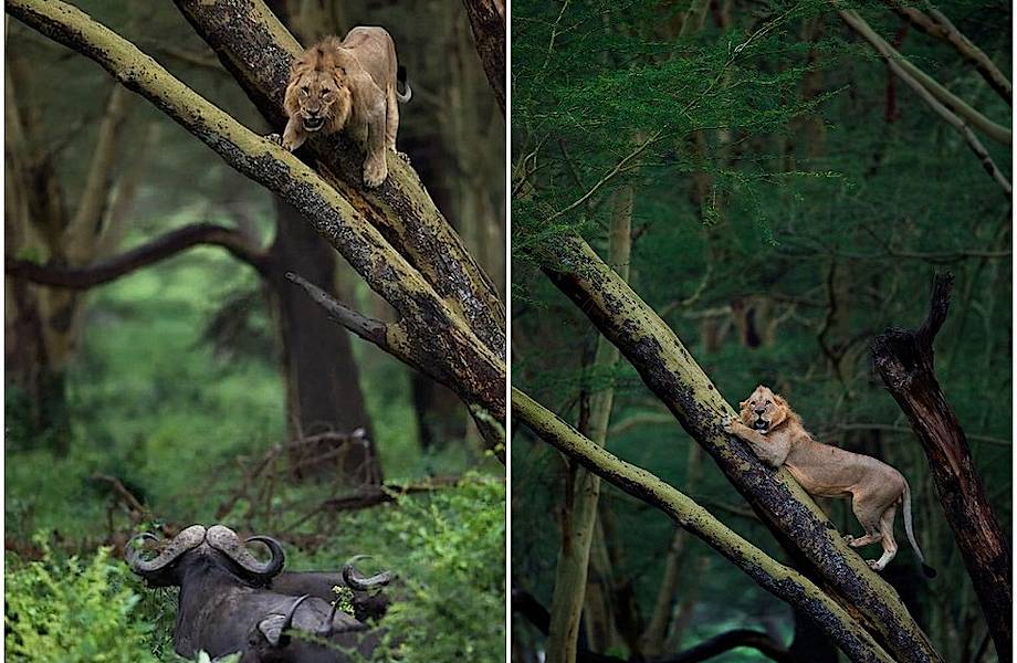 Стадо буйволов перепугало льва и загнало его на дерево