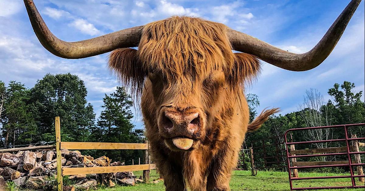 Дикая корова. Бык похожий. Бык похожий. Красивый бык. Корова ватусси.