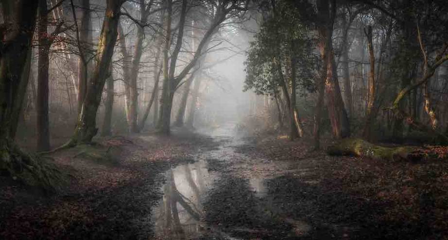 Фото дня: лес в тумане
