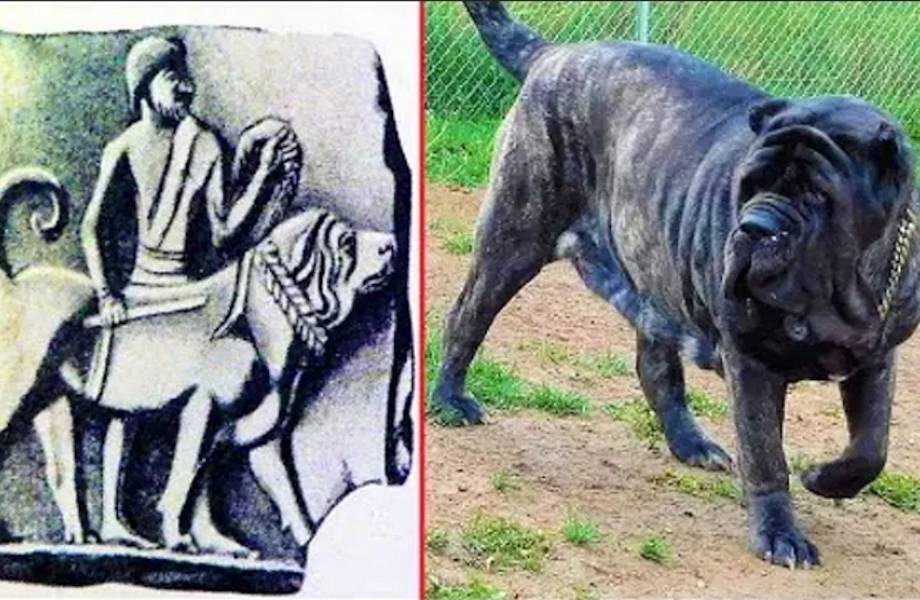Мужчина вывел древнюю собаку, жившую в 5000 году до н.э., — гиганта весом 100 кг