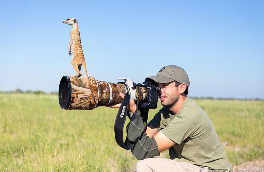 Кадр на миллион: 19 фото о том, как фотографам дикой природы иногда мешают животные