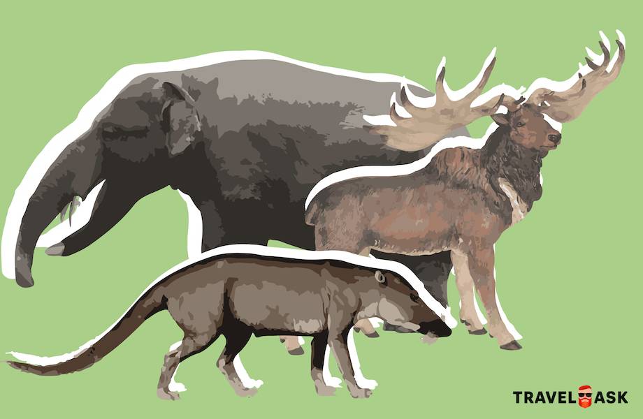 Инфографика: Три доисторических животных, от которых произошли слоны и олени 