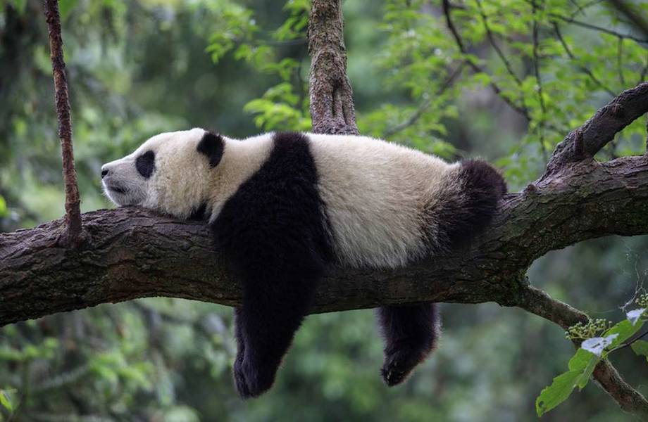 Своеобразный совет от панд: как согреваться зимой, чтобы не впадать в спячку