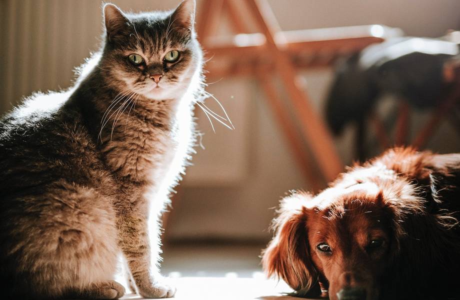 Кто умнее — кошки или собаки: ученые нашли ответ на самый главный вопрос