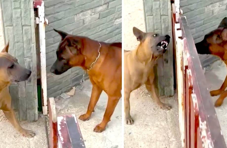 Видео: Собаки лают друг на друга, только когда закрыта калитка