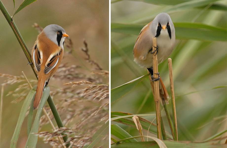 17 забавных фото о том, как птицы меняются в зависимости от ракурса