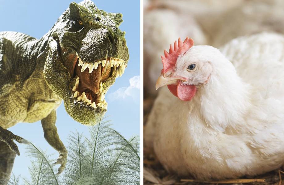 Когда куры были тираннозаврами: 10 фотосравнений животных с их предками