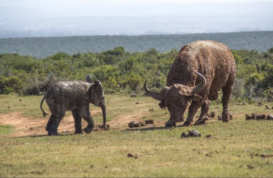 Видео: Как смелый маленький слоненок мерился силой с буйволом