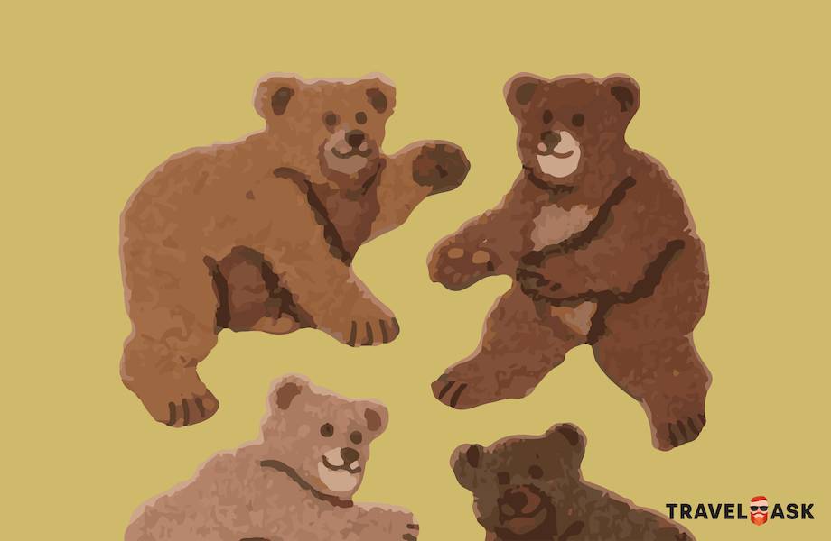 Инфографика: Что делать при встрече с медведем 