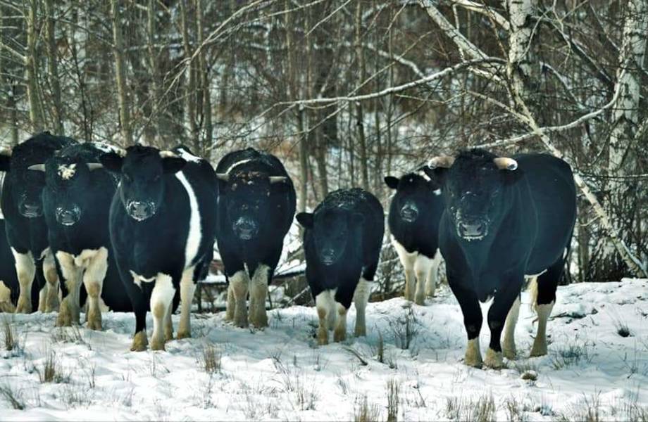 Рядом с Чернобылем живут коровы, которые одичали и стали жить, как буйволы