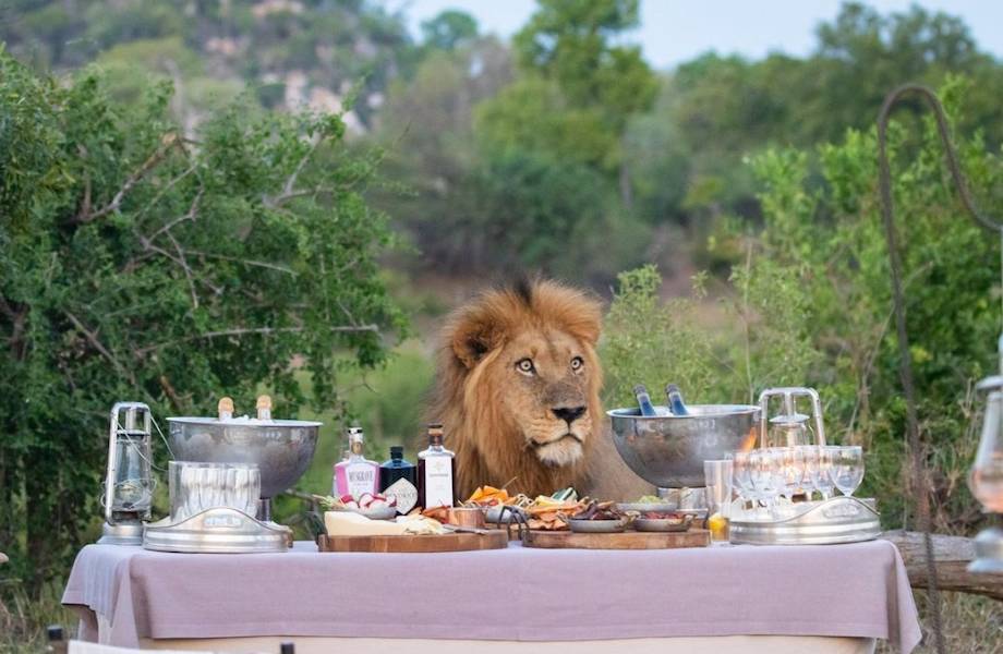 Вечеринка со львом: зверь пришел к людям на пикник в национальном парке Крюгера