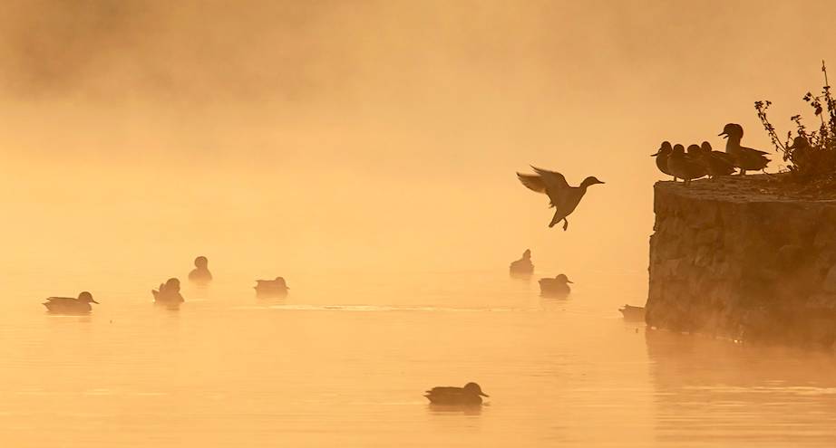 Фото дня: утки на озере в Непале