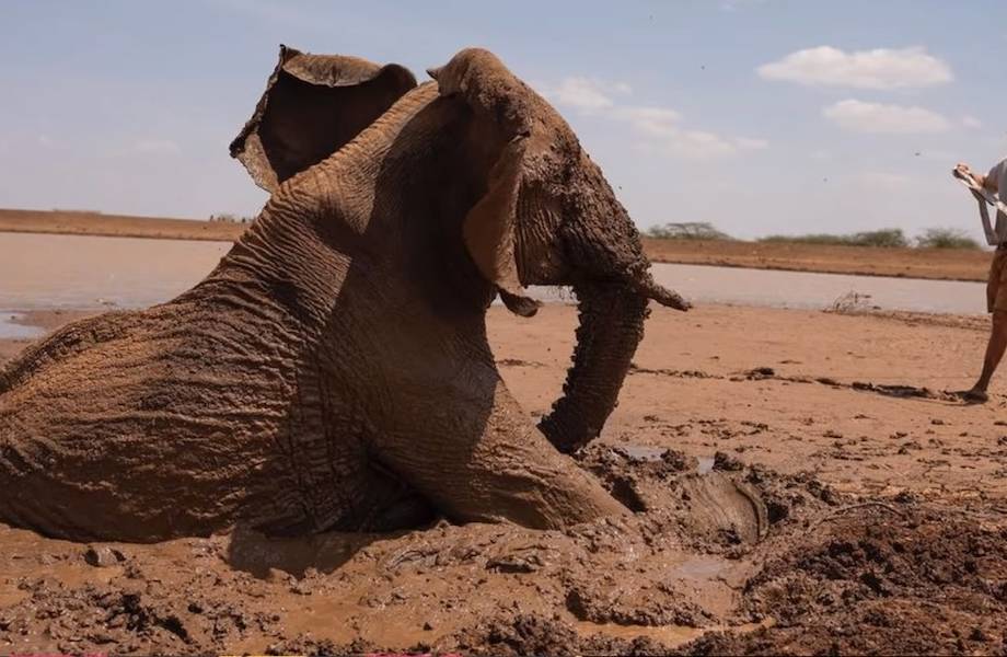 Видео: Люди спасли слона из грязевой ловушки