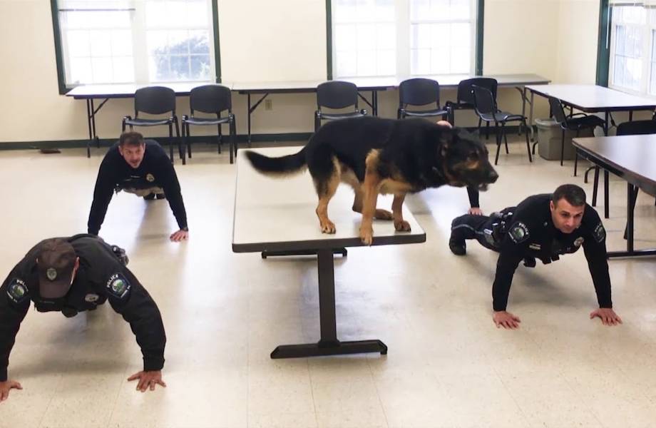 Видео: Как тренируются полицейские собаки 