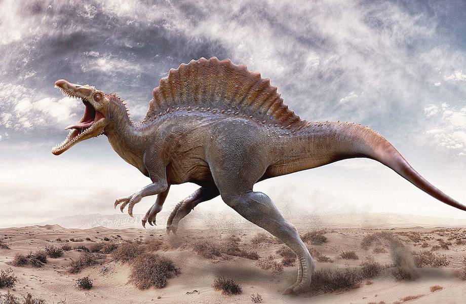 Чем динозавры похожи на современных цапель