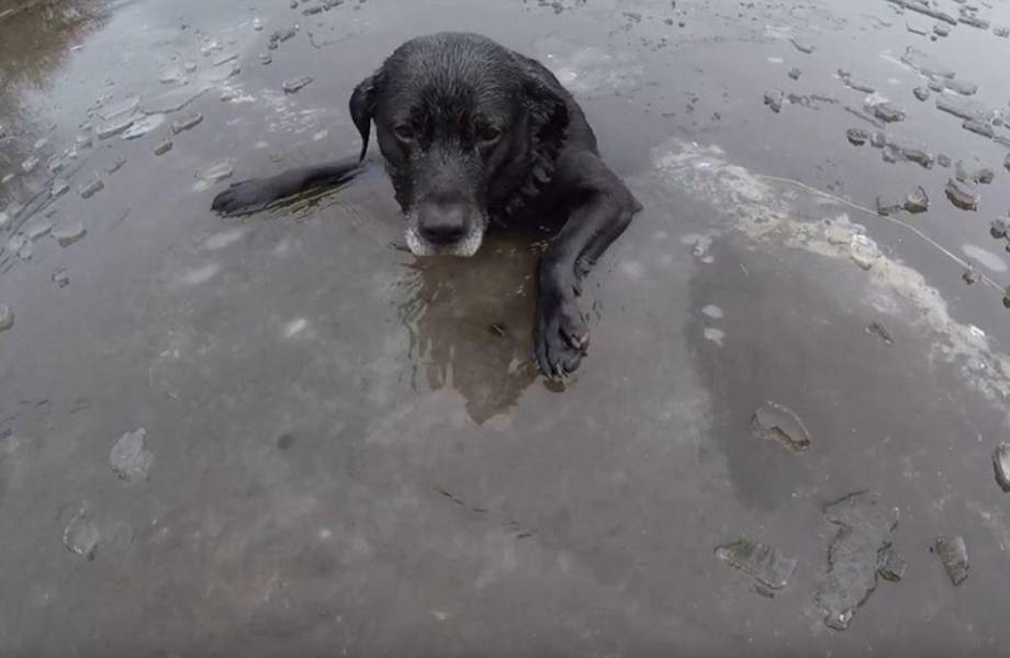 Видео: Женщина спасла собаку из ледяной реки