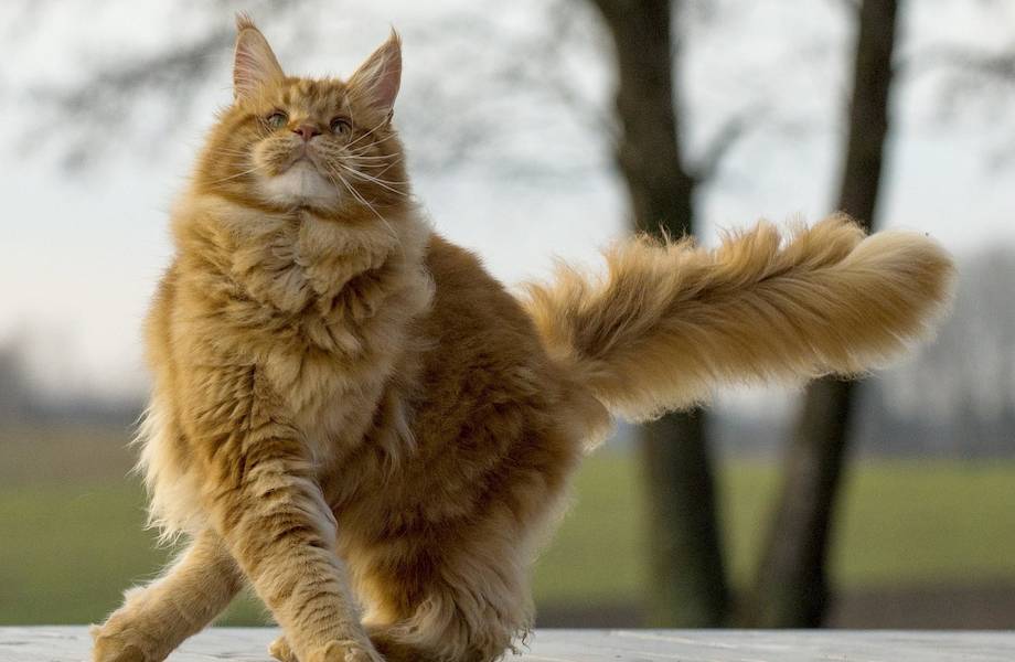Много шерсти не бывает: 15 фото суперпушистых котов