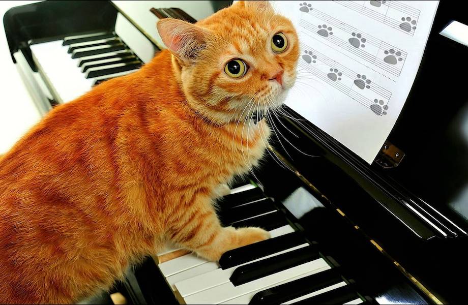 Видео: Новое музыкальное произведение кота, играющего на пианино